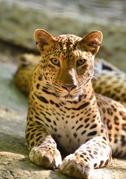 leopard lie on the rock