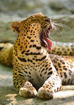 leopard lie on the rock