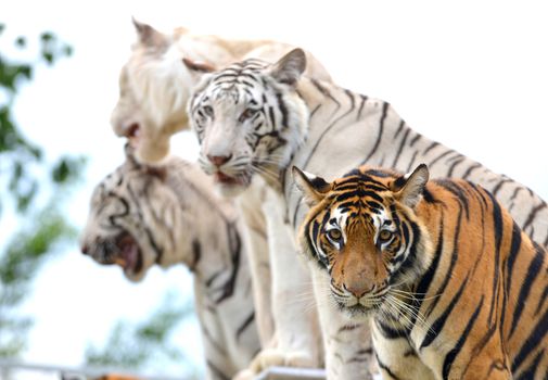 bengal and white bengal tiger show in thailand