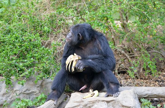 chimpanzee eating banana in zoo
