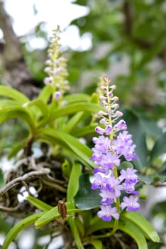 Rhynchostylis coelestis the wild orchid in thailand