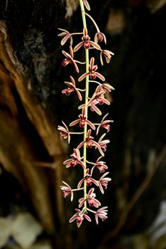 Cymbidium aloifolium on dark background, wild orchid in thailand