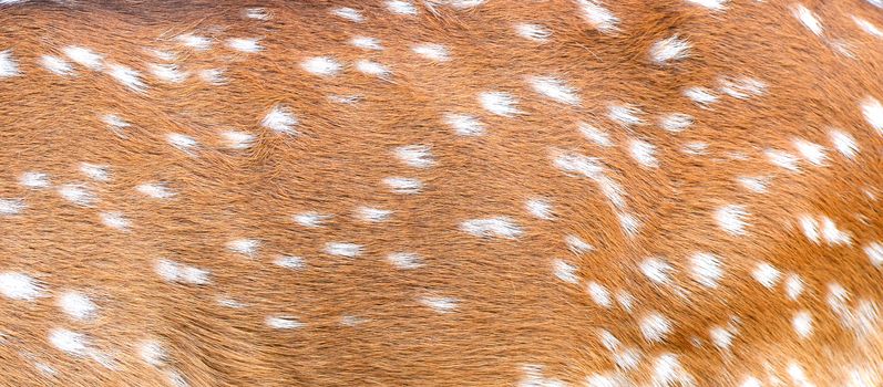 textured of axis deer fur can use for background