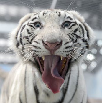 picture of white bengal tiger aggressive expression