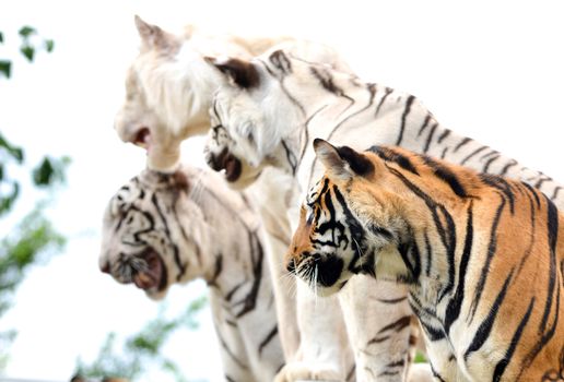 bengal and white bengal tiger show in thailand