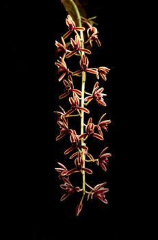 Cymbidium aloifolium on dark background, wild orchid in thailand