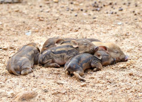 group of sleeping baby wid boar
