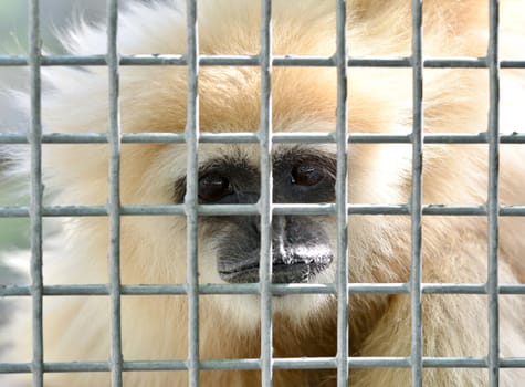 unhappy expression gibbon in cage