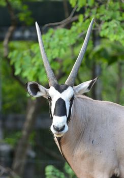 close up of gemsbok or oryx head