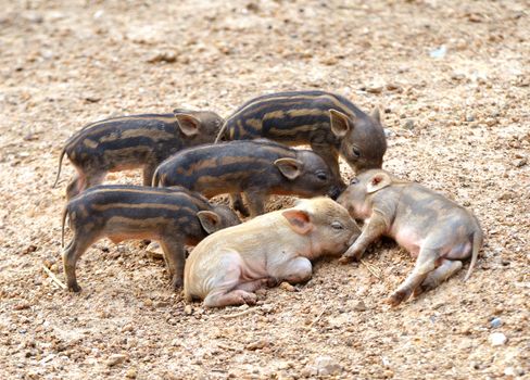 group of baby wid boar