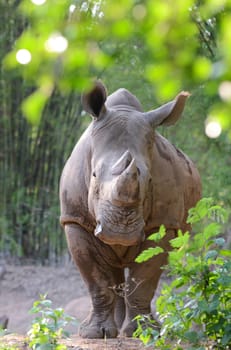 white rhinoceros in zoo, thailand