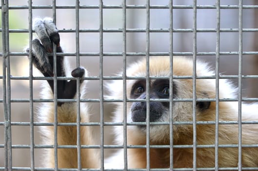unhappy expression gibbon in cage
