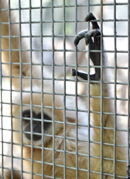 unhappy expression gibbon in cage