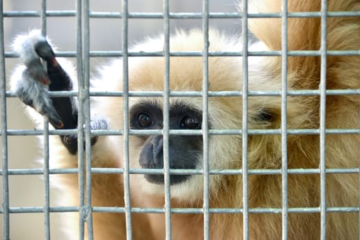 unhappy expression gibbon in cage 
