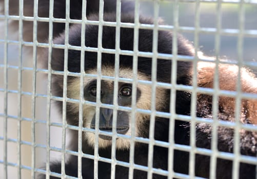 unhappy expression gibbon in cage