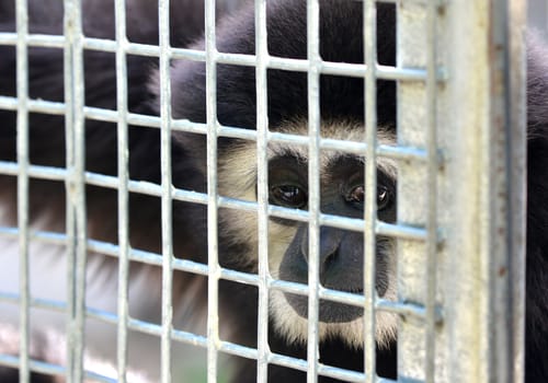 unhappy expression gibbon in cage