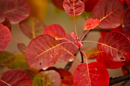 Autumn leaves closeup on a plant