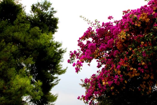 Two trees at Adrina beach resort,Skopelos island,Greece