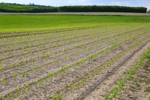 Agricultural field with rows of small plants