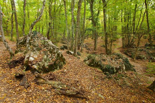 Footpath going through a forest