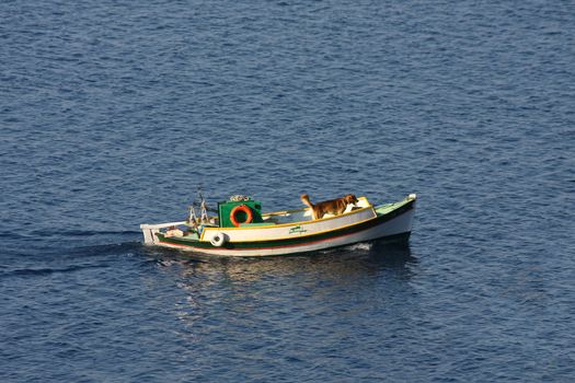 Lonely dog sails on fishing boat,Skopelos,Greece