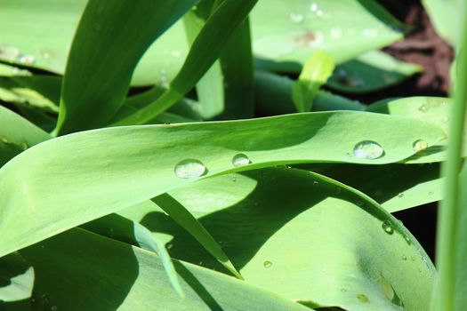 On green leaves of spring tulips water droplets