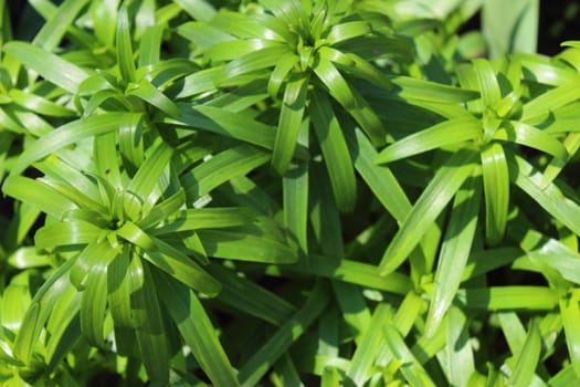 Lit the spring sun shining green leaves lily