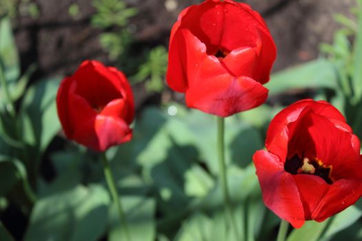 Three bright red tulip on a warm spring sun lit