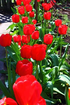 Bright scarlet tulips lit warm spring sun