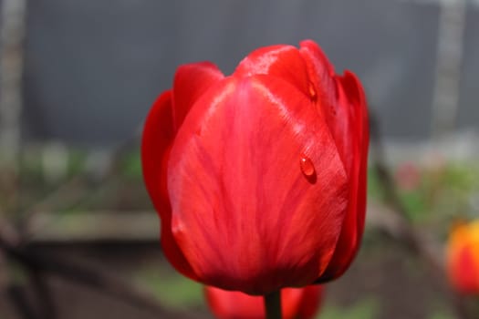 Droplets of dew on a petal of red tulip