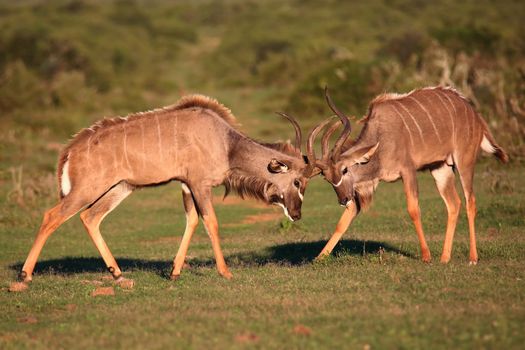 Two male kudu antelope with horns intertwined in a fight for dominance