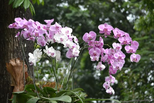 purple and white dendrobium orchid that sold in flower market