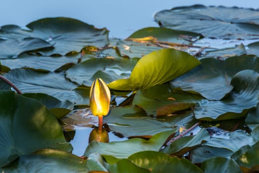 The lotus after light rain in  Beijing Botanical Garden.