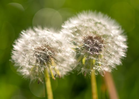 The dandelion after light rain in  Beijing Botanical Garden.