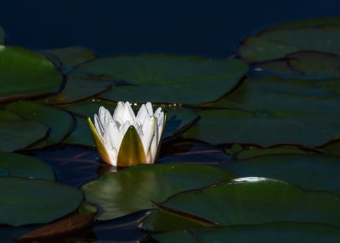 The lotus after light rain in  Beijing Botanical Garden.