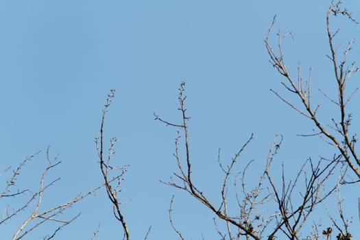 dead branch with blue sky background