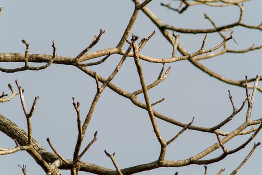 Dead Branch with dull sky in the background