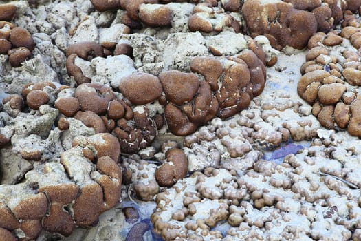 Corals in shallow waters during low tide off the coast of Lipe, Thailand.