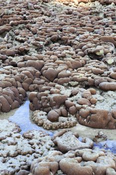 Corals in shallow waters during low tide off the coast of Lipe, Thailand.