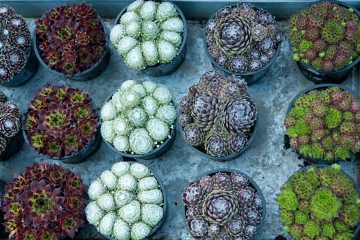 Selection of colorful mini Cactus in pots
