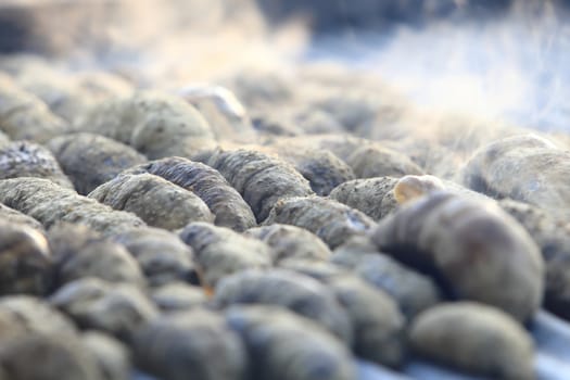 Drying Sea Cucumber Outdoor Under Strong Sunlight