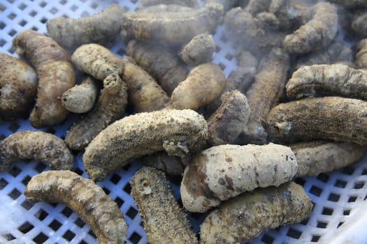 Drying Sea Cucumber Outdoor Under Strong Sunlight