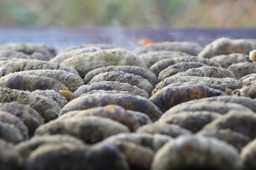 Drying Sea Cucumber Outdoor Under Strong Sunlight