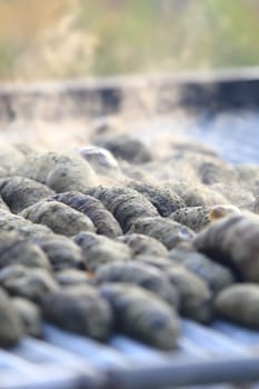 Drying Sea Cucumber Outdoor Under Strong Sunlight