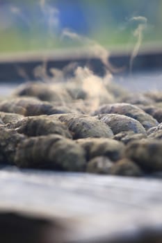 Drying Sea Cucumber Outdoor Under Strong Sunlight