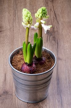 Two Beauty Pink Hyacinths Begins to Flowering in Tin Bucket on Wooden background