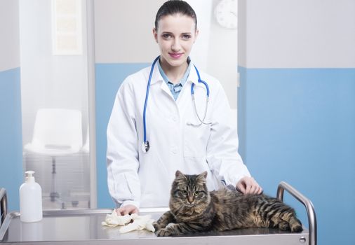 Young female veterinary caring of a cute cat