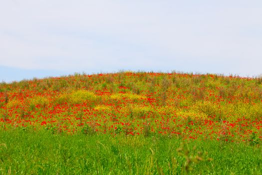 A hill with grass full of red poppies