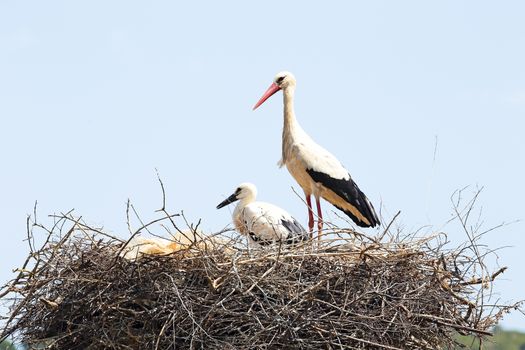 White stork with her baby on her nest