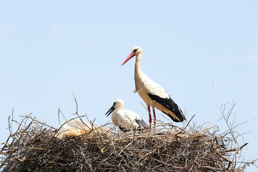 White stork with her baby on her nest